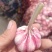 河南紫皮大蒜大量有货欢迎老板来采购。