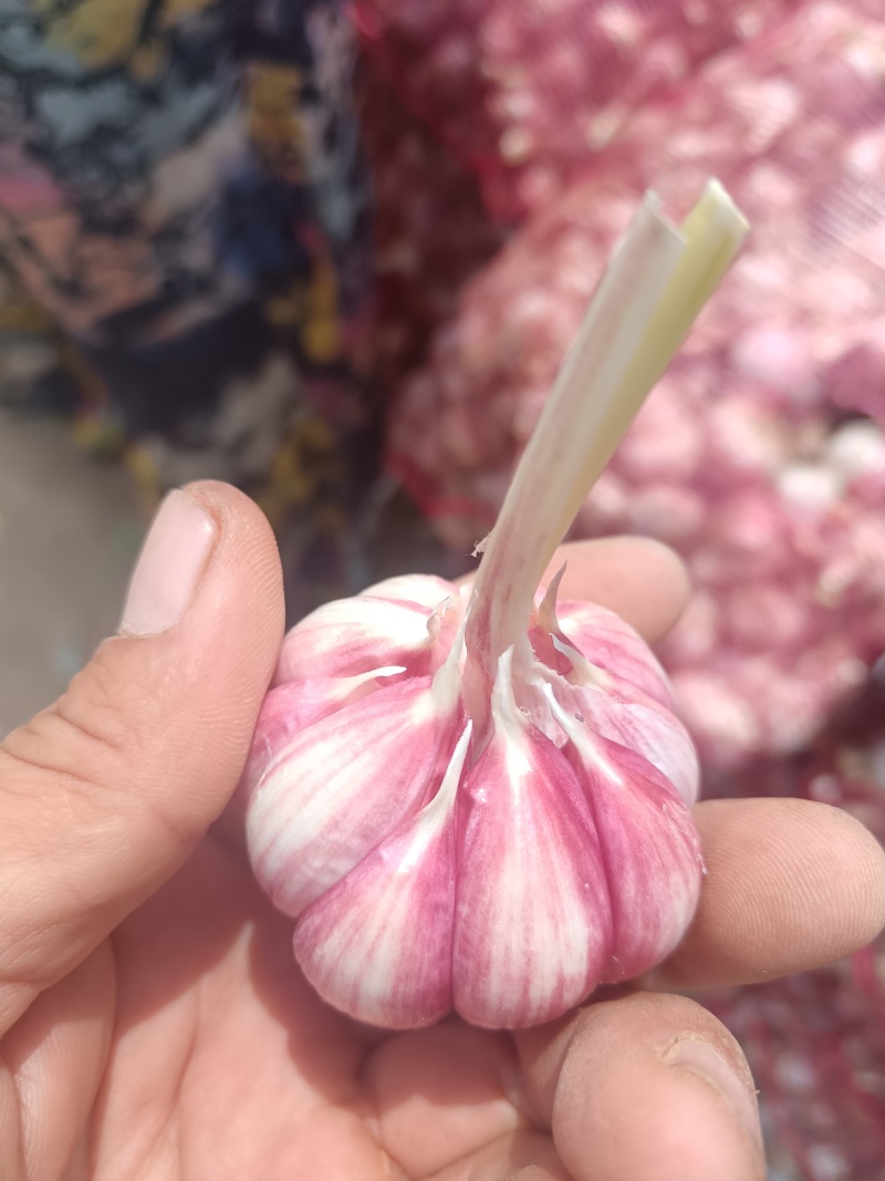 河南紫皮大蒜大量有货欢迎老板来采购。