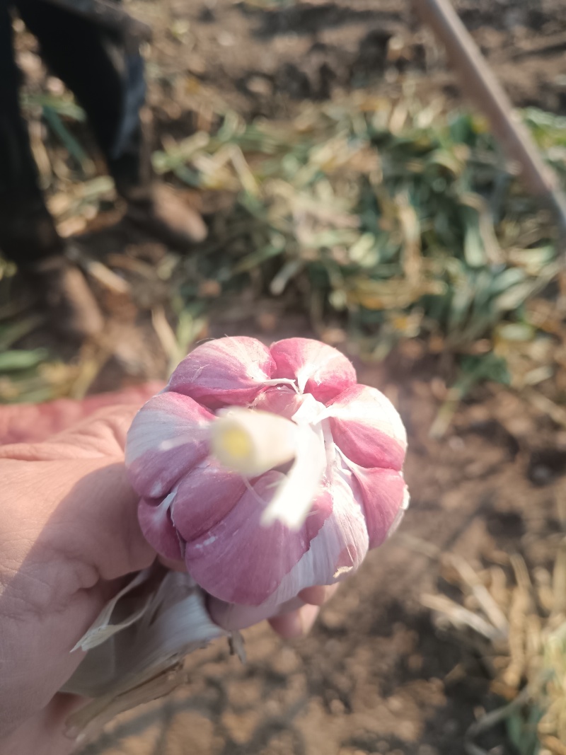 河南紫皮大蒜大量有货欢迎老板来采购。
