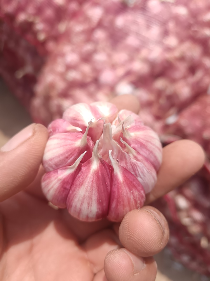 河南紫皮大蒜大量有货欢迎老板来采购。
