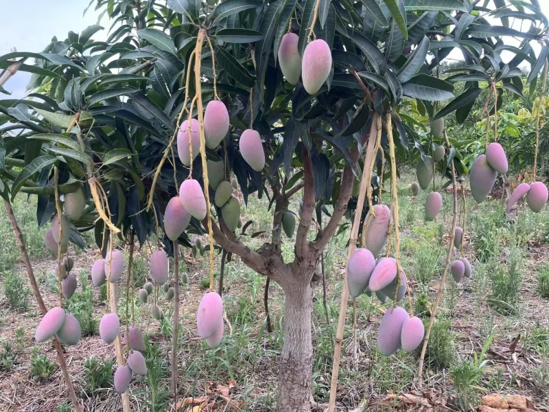 贵菲