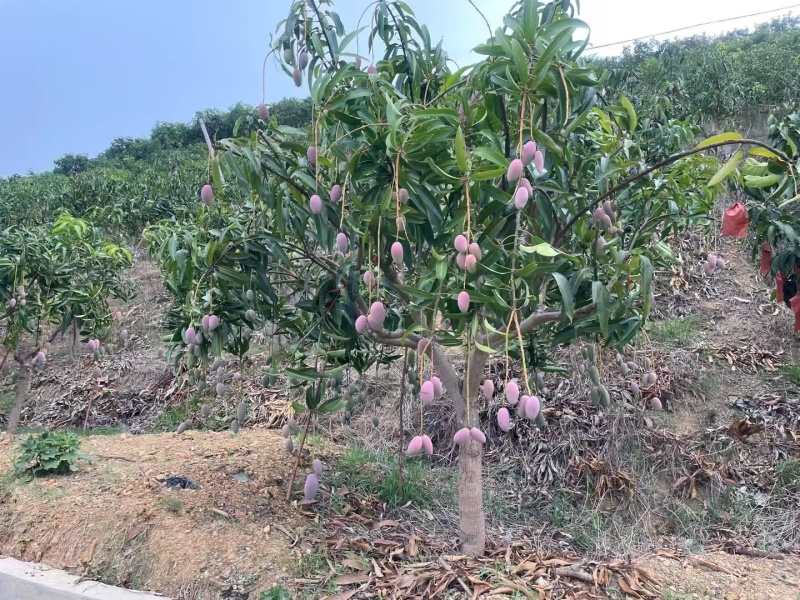 贵菲