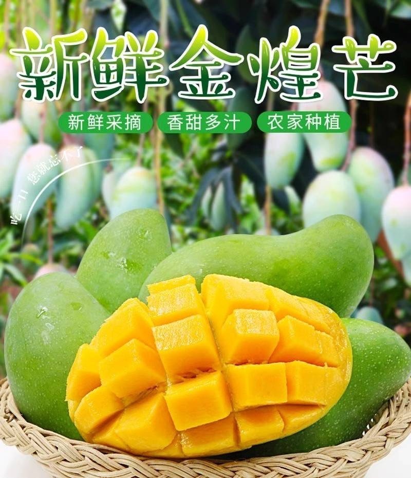 广西金煌芒果大量有货一件代发，欢迎新老客户前来合作
