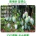 广西金煌芒果大量有货一件代发,欢迎新老客户前来合作