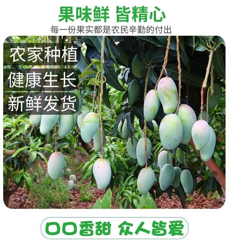 广西金煌芒果大量有货一件代发，欢迎新老客户前来合作