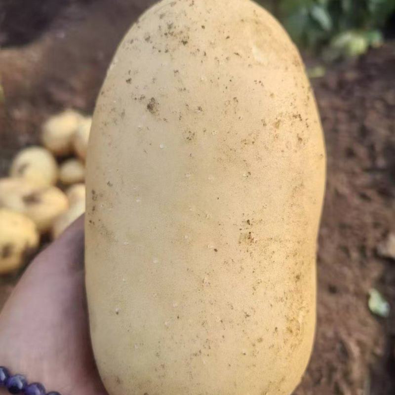 沃土土豆