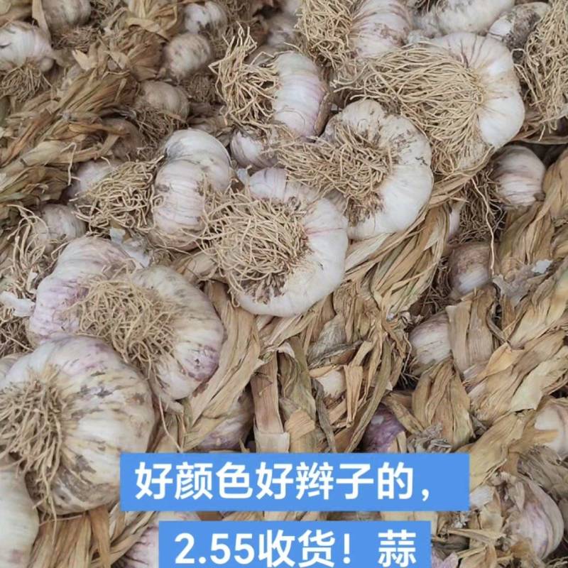 辫子蒜，蒜头，东北独头蒜栽子，蒜黄料