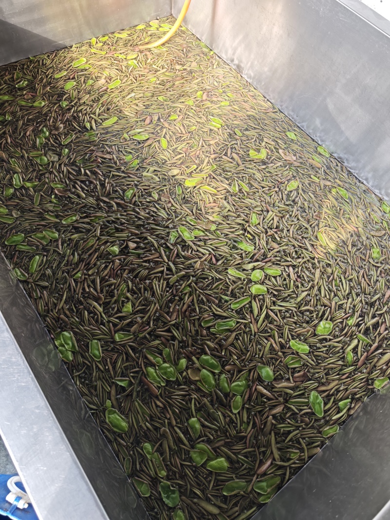 ***生态农场出品大量现货，原味可定制加工