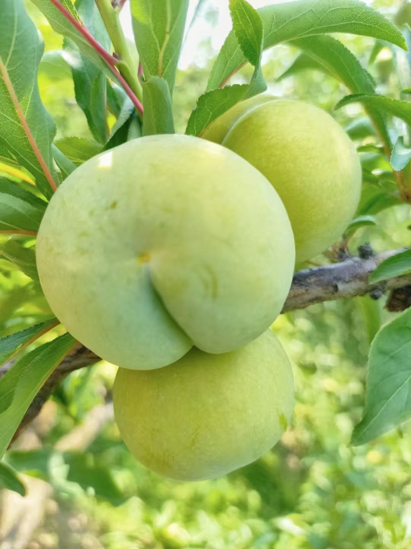 正宗六马蜂糖李