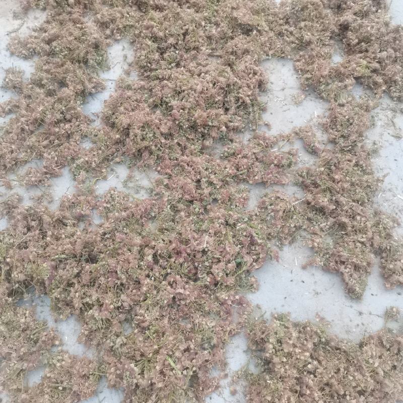 芙蓉花，山东产地直发保质保量现货直发，自然生长