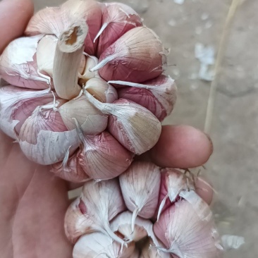 大名大蒜
