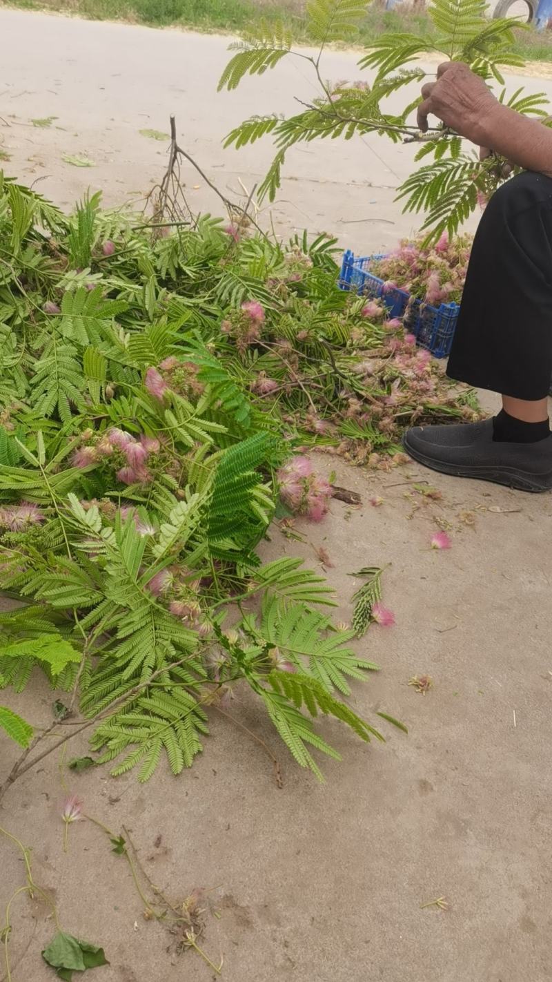 芙蓉花，山东产地直发保质保量现货直发，自然生长