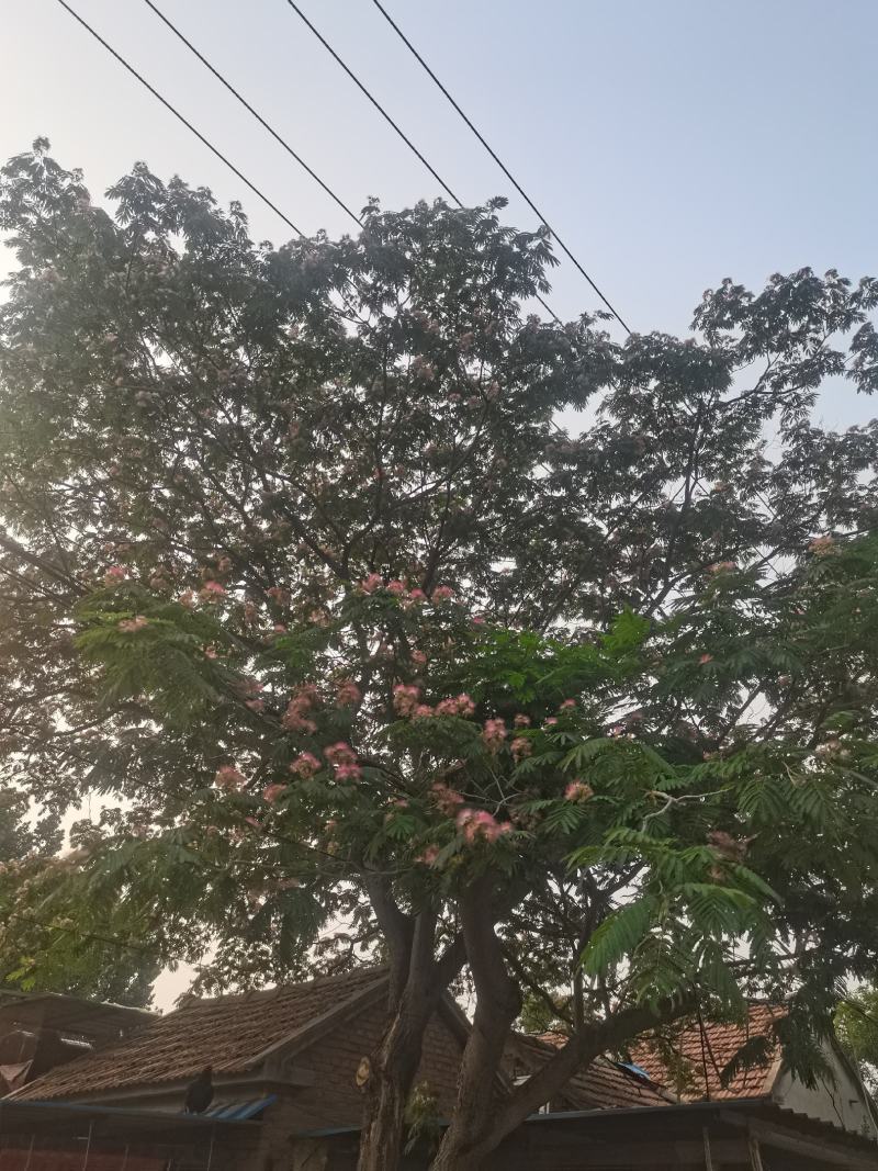 芙蓉花，山东产地直发保质保量现货直发，自然生长