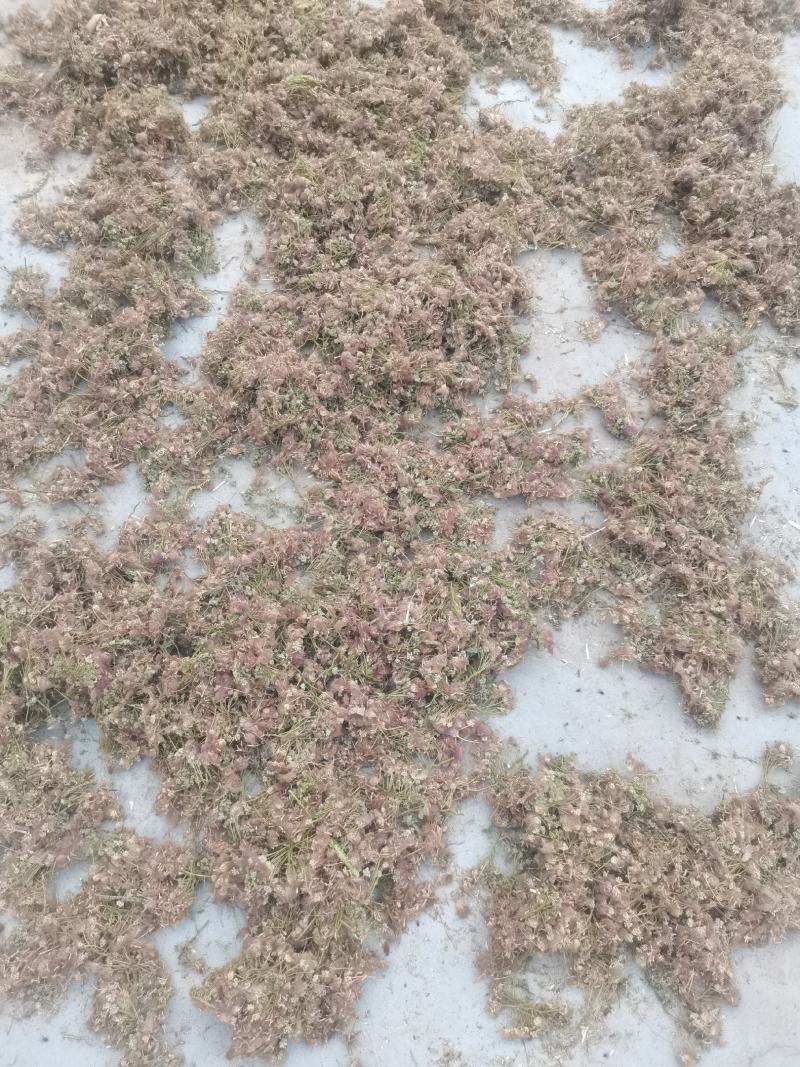 芙蓉花，山东产地直发保质保量现货直发，自然生长