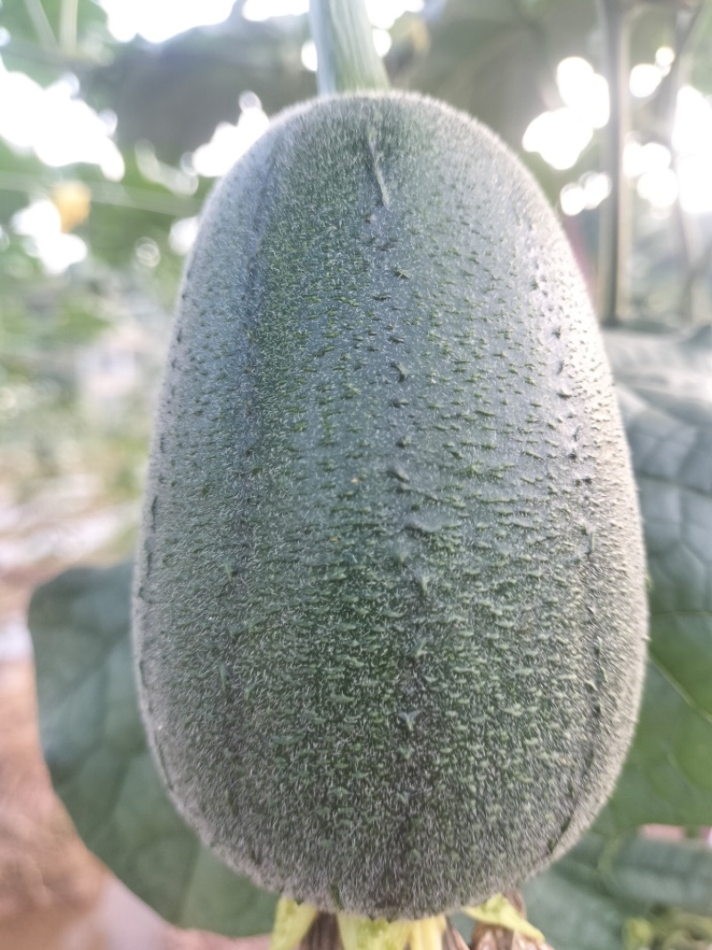 四川蔬菜苹果丝瓜丝瓜瓜类常年供应量大从优欢迎电联