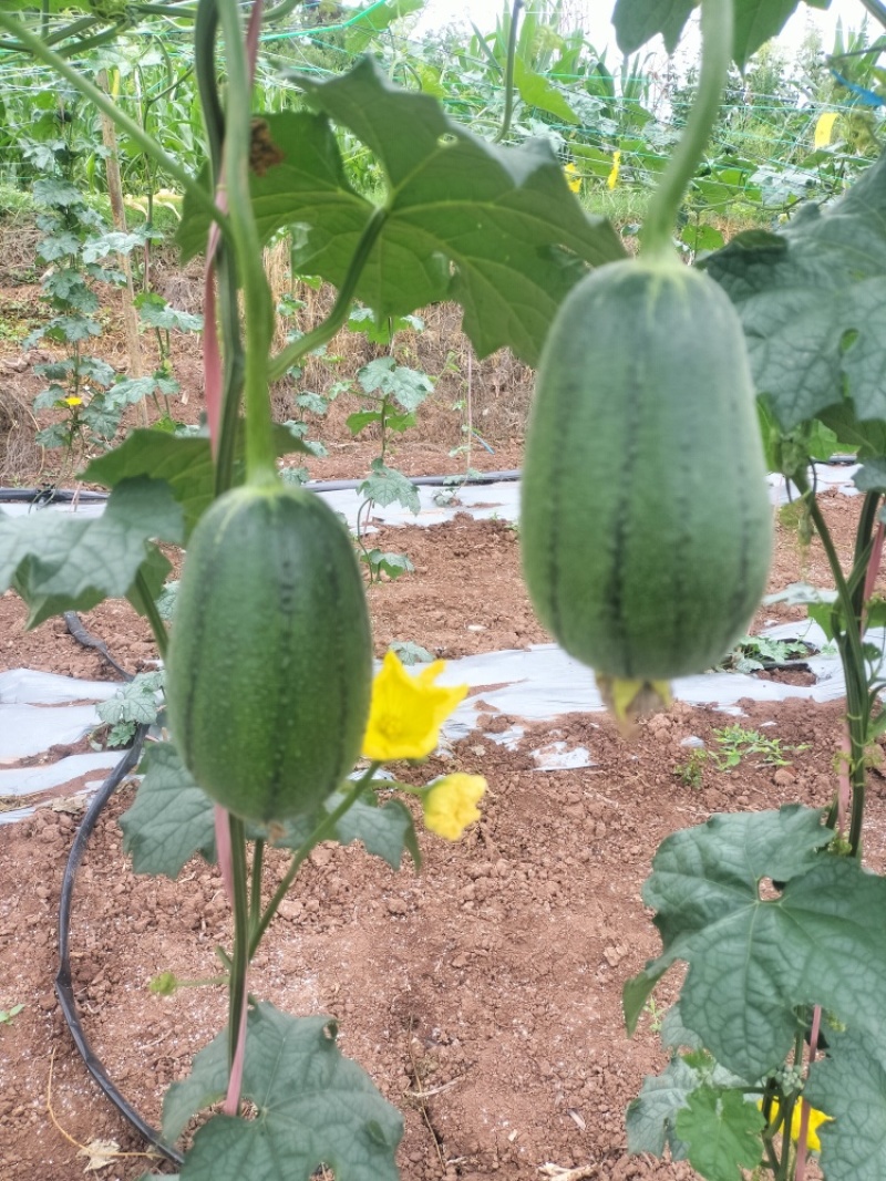 四川蔬菜苹果丝瓜丝瓜瓜类常年供应量大从优欢迎电联
