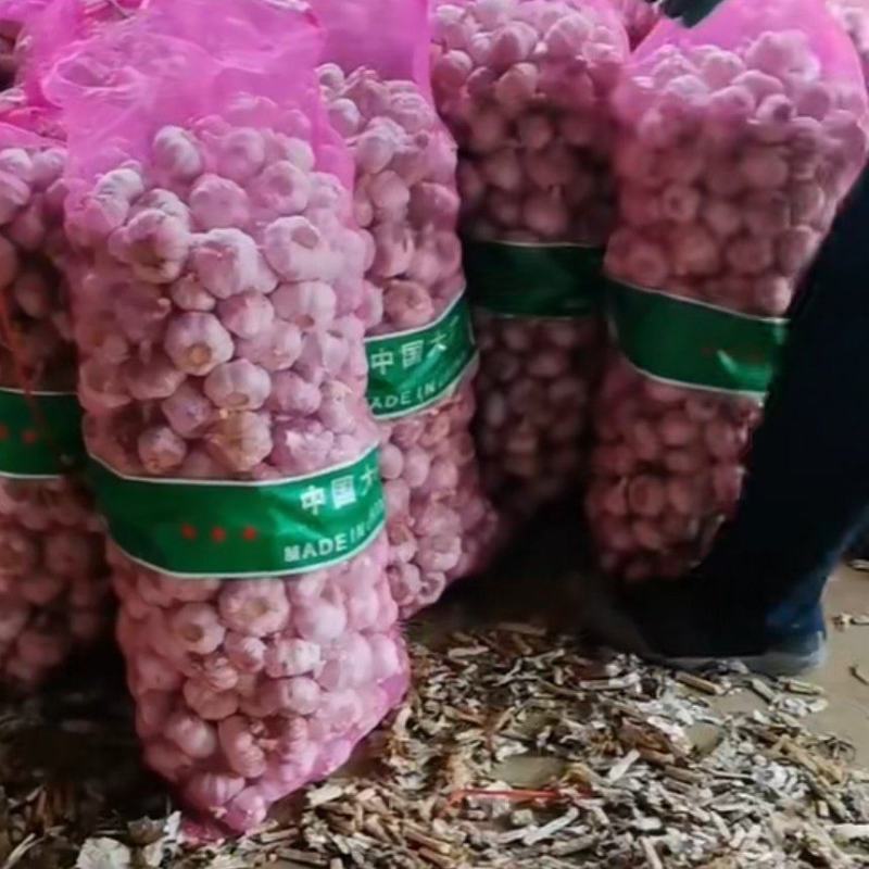 河南紫皮大蒜