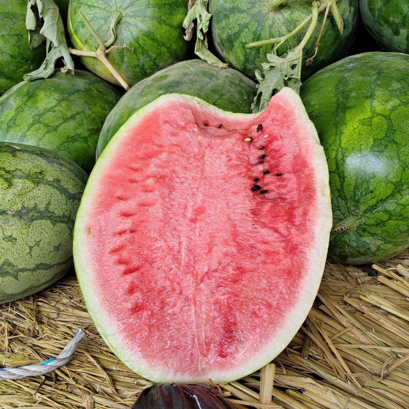 《推荐》河南西瓜开封万亩龙卷风西瓜大量上市货原充足