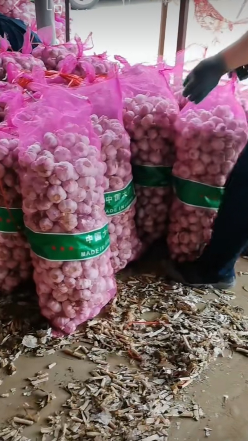 河南紫皮大蒜