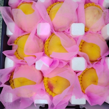 黄金蜜一