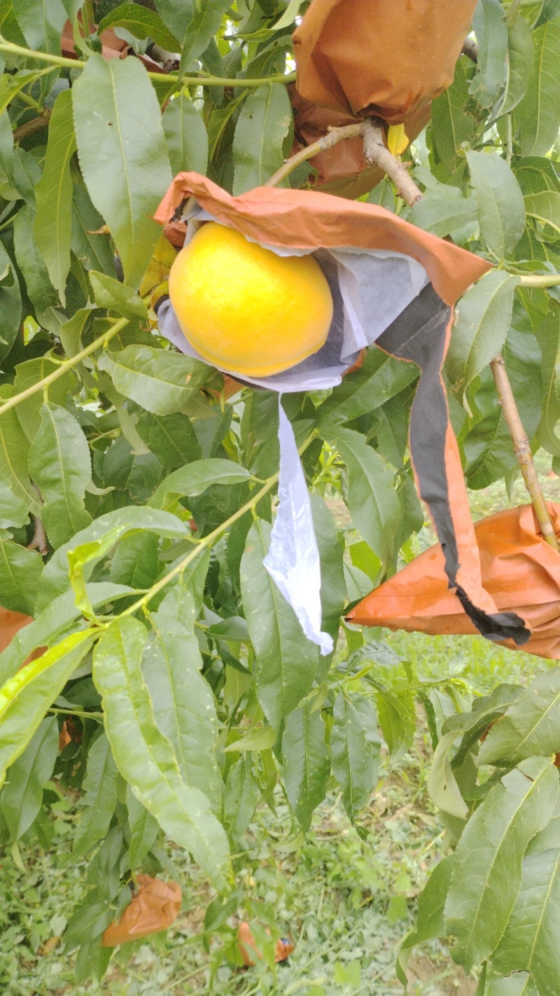 黄金蜜一