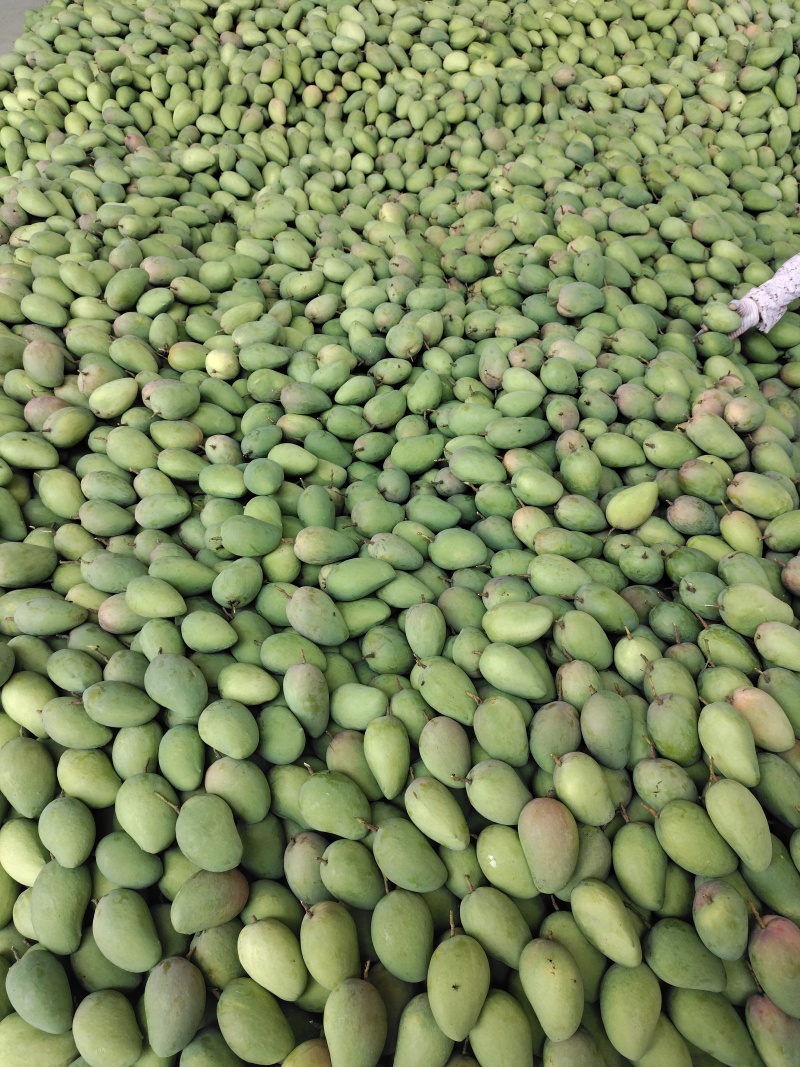 云南台农芒果中大台大量上市中支持市场货电商货工厂货需要的