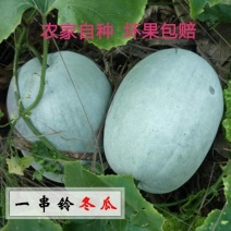山东一串玲冬瓜全国可发对接各大市场商超电商团购欢迎质询