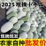 山东水果冬瓜冬瓜大量有货产地直发质量保证欢迎咨询