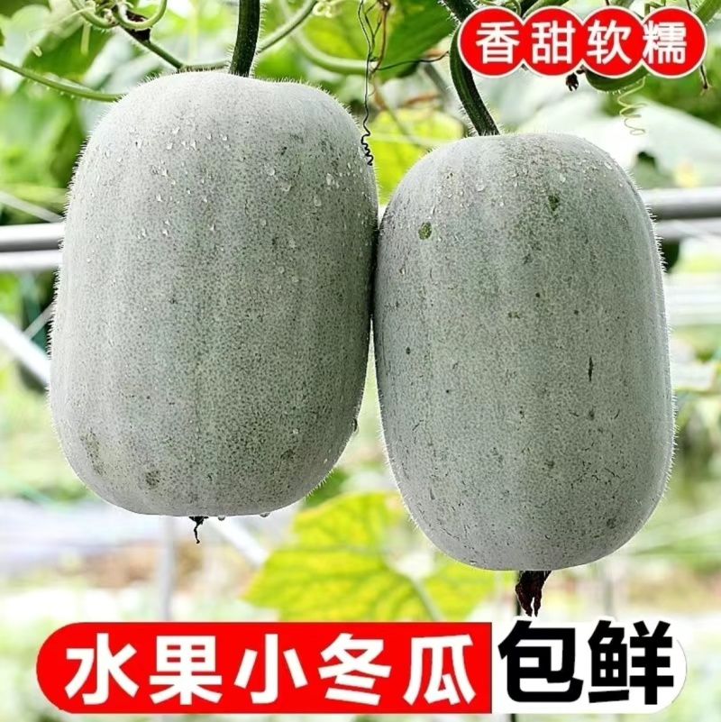 山东水果冬瓜冬瓜大量有货产地直发质量保证欢迎咨询