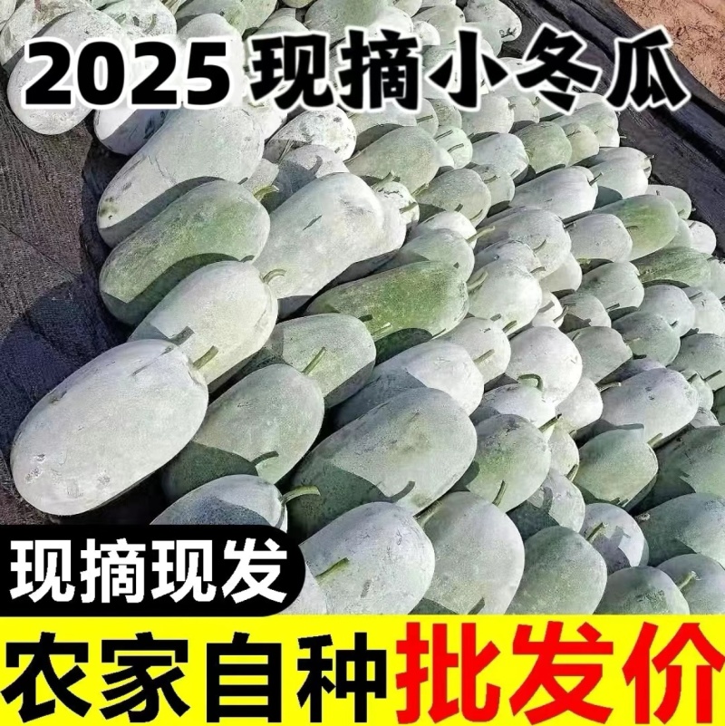 山东水果冬瓜冬瓜大量有货产地直发质量保证欢迎咨询