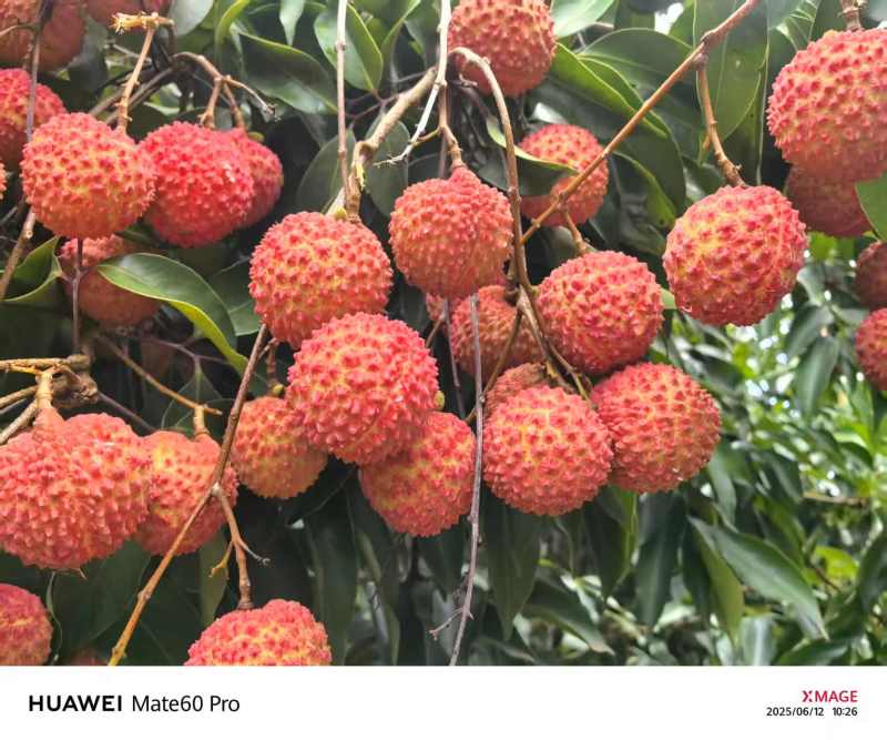 桂味