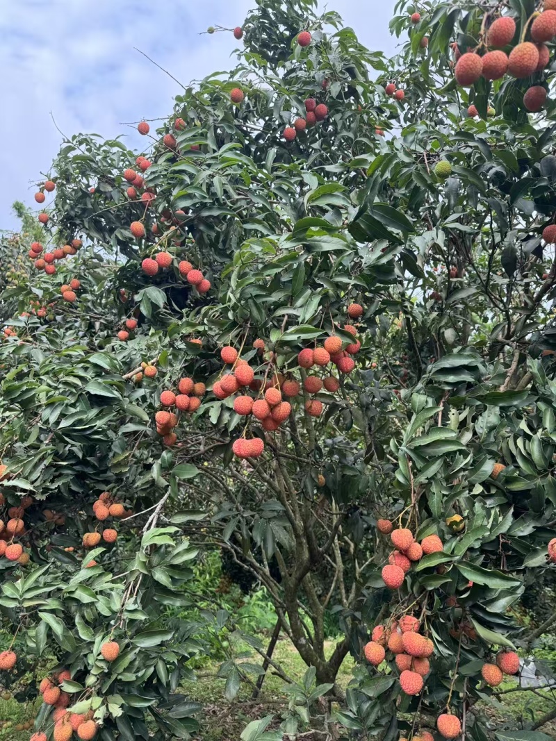 桂味