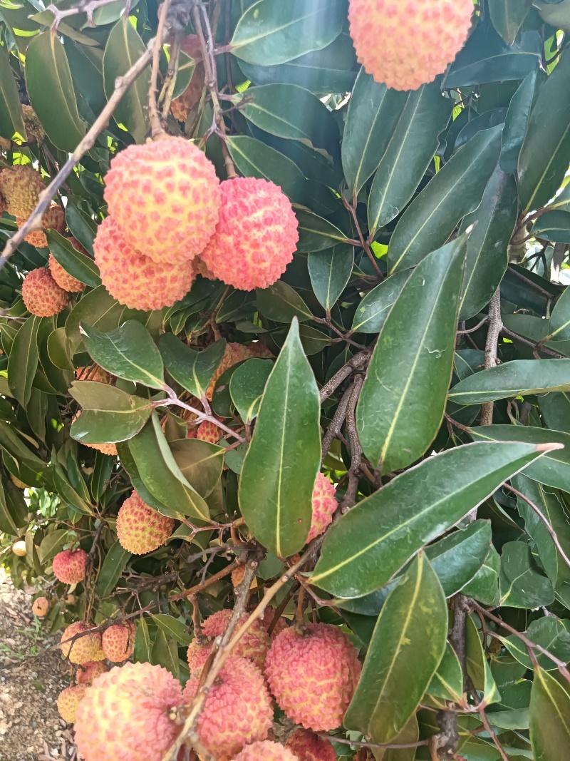 桂味