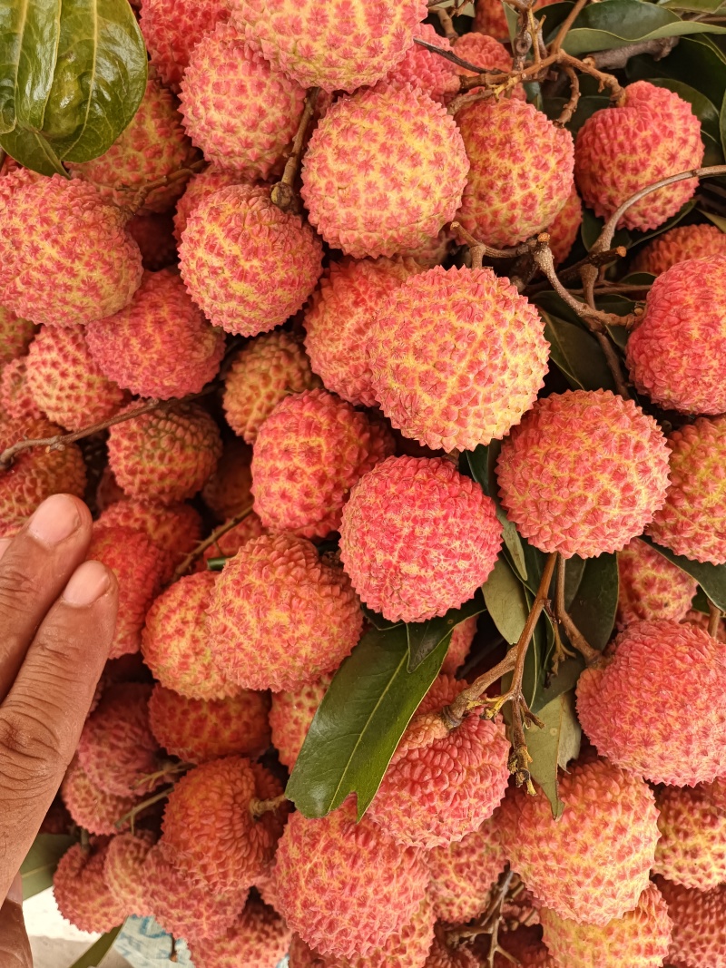 桂味