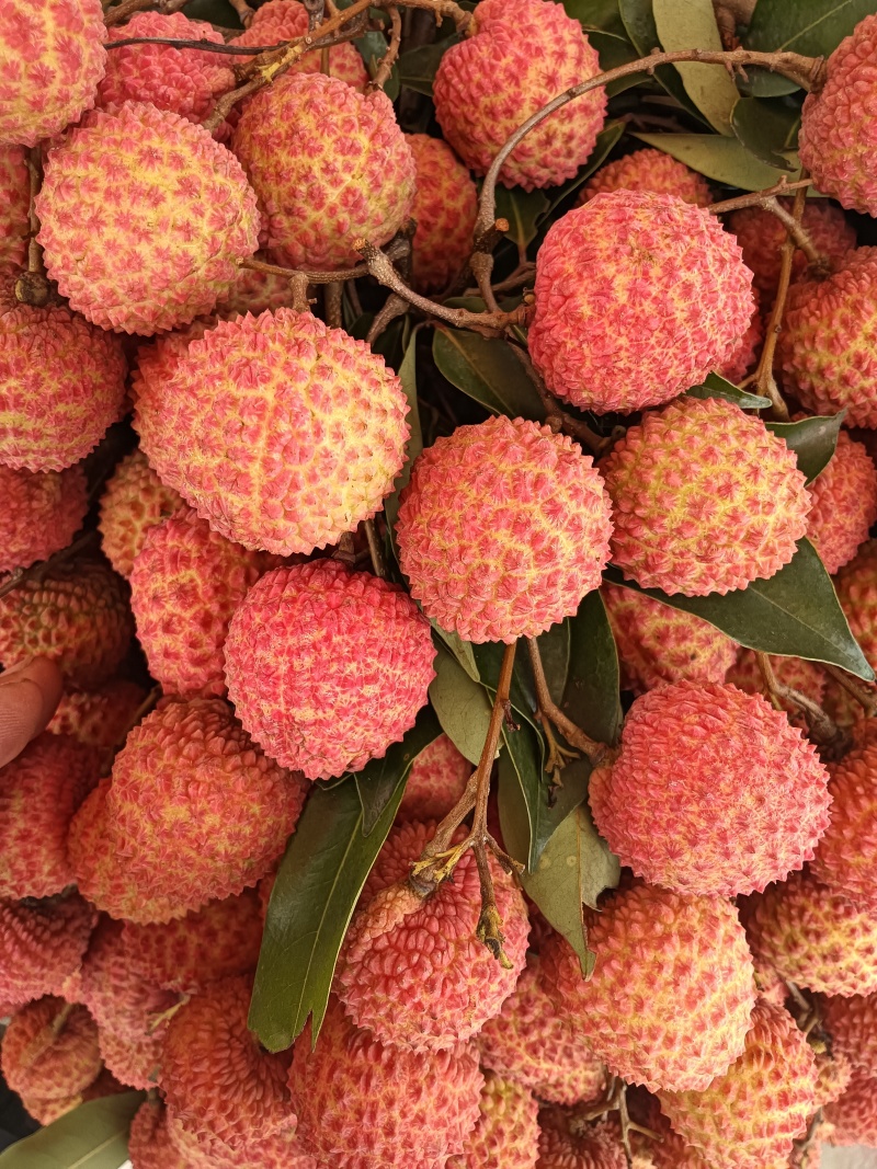 桂味