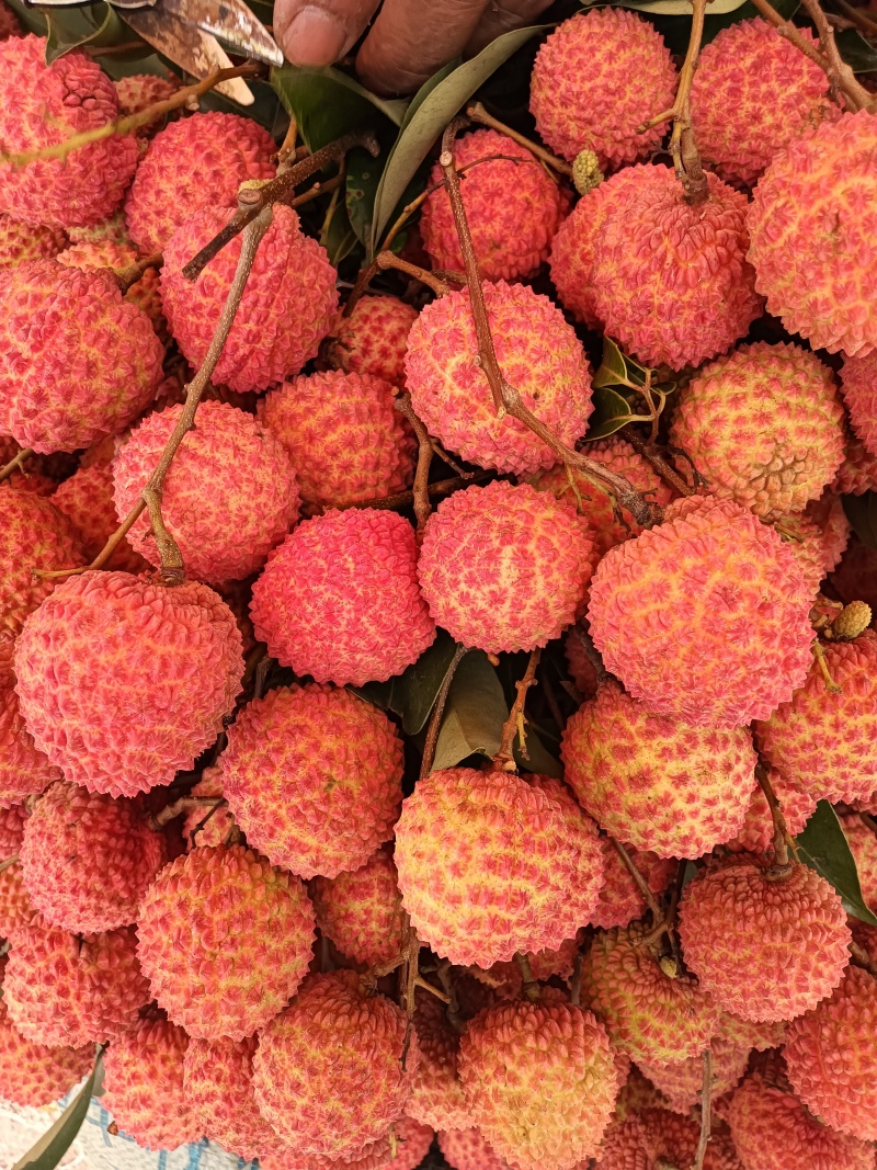 桂味