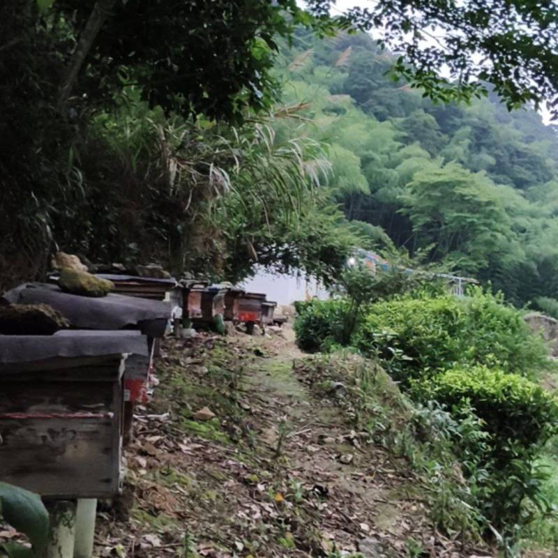 大北山森林公园土蜂蜜（今年冬蜜开始上市，欢迎购买）