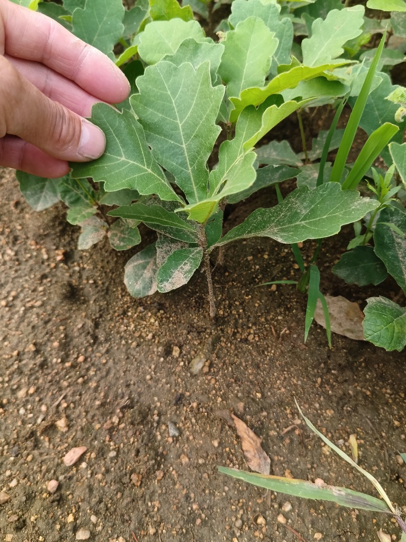 槲树苗大叶槲栎粽叶桲椤叶苗河南产地自产自销