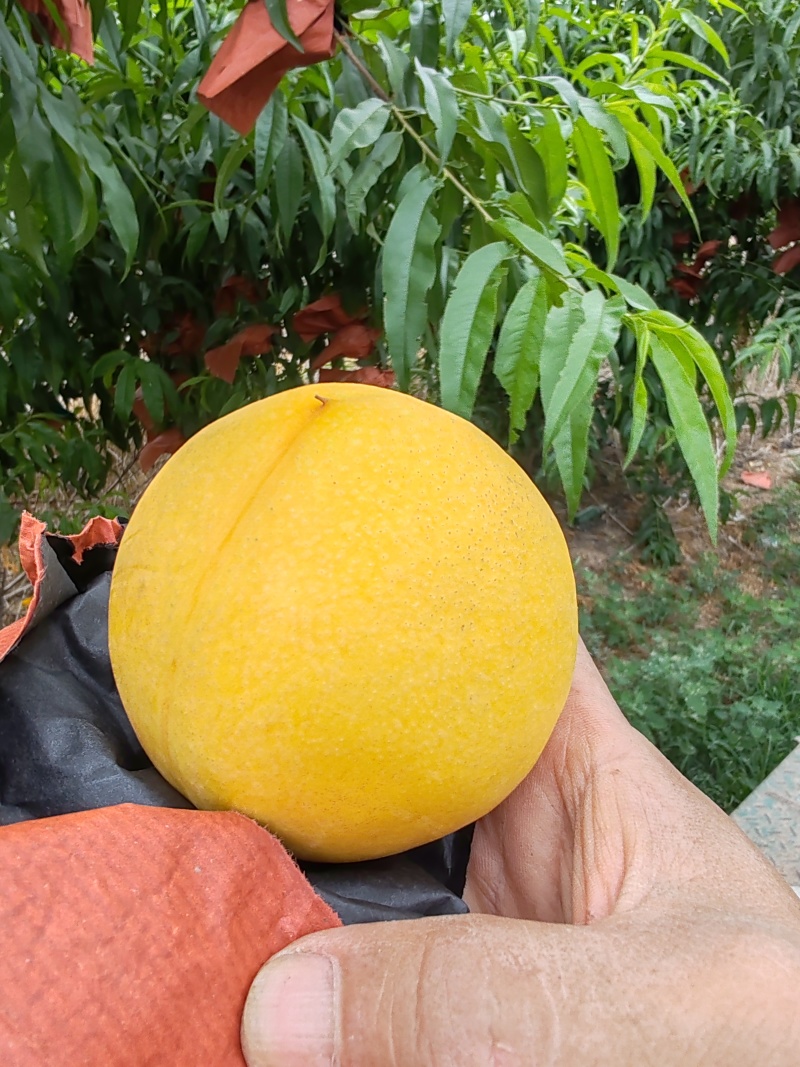 黄油桃上市，需要的请联系