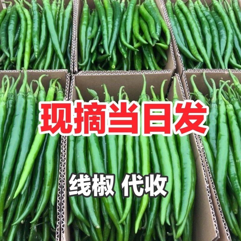 大棚线椒代收