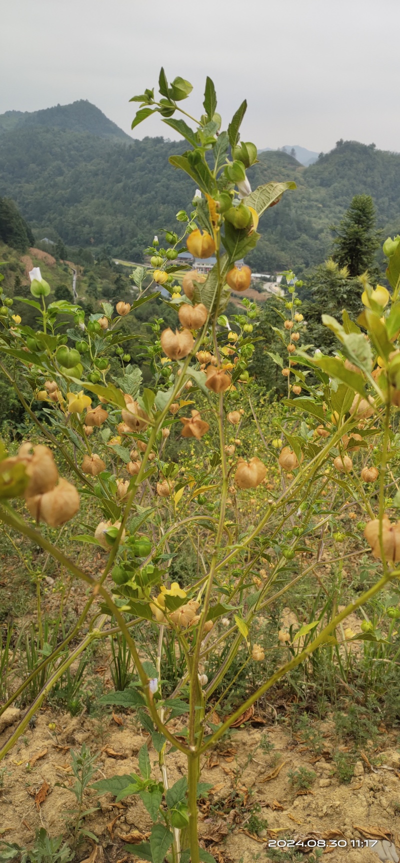 手搓冰粉籽