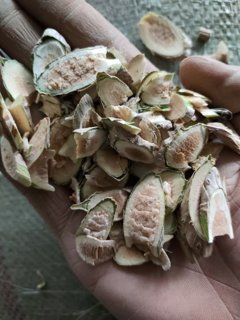 接骨木八棱麻接骨草
