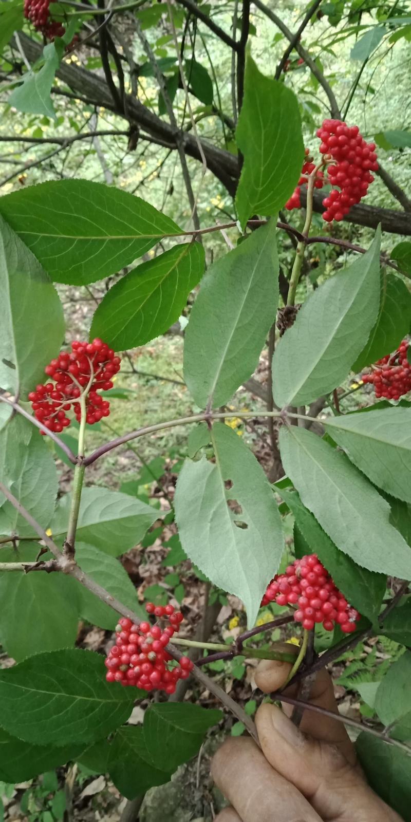 接骨木八棱麻接骨草