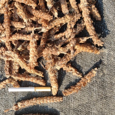 夏枯草切段颜色好无霉变品质好常年供应好货夏枯球