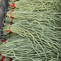 阜城县豆角大量上市中，豆角，大量供应！质优价廉