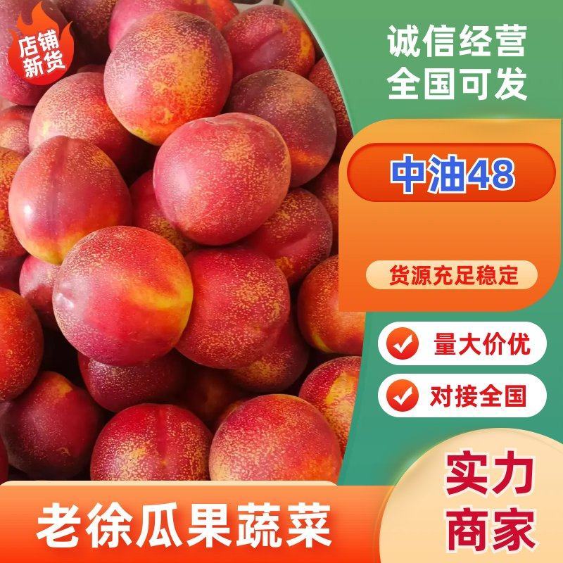 晚油48砀山油桃，硬度好耐运输，对接全国客商