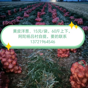 20亩黄皮圆葱