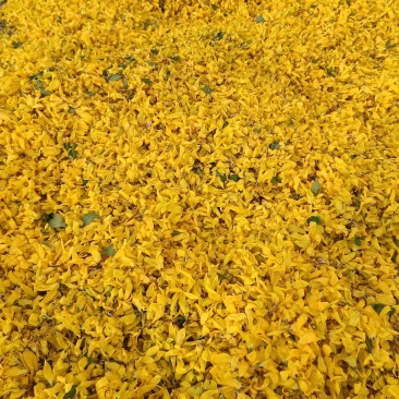 连翘花茶河南伏牛山产地直销