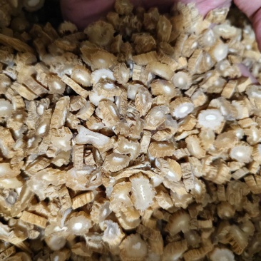 百部中药材百部切片规格齐全批发零售