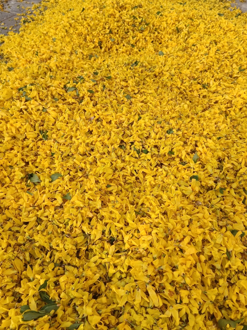 连翘花茶河南伏牛山产地直销
